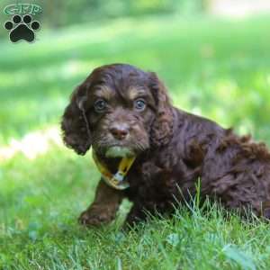 Bear, Cockapoo Puppy